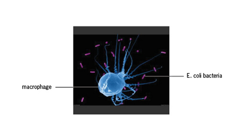 Macrophage & E coli.jpg